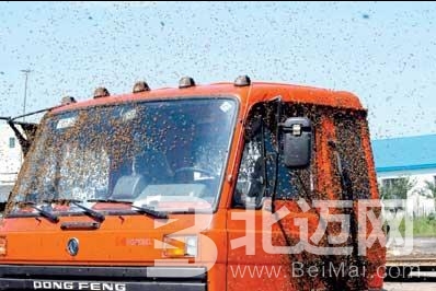 2萬蜜蜂圍攻汽車