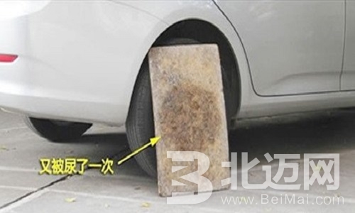 狗狗在汽車輪胎上撒尿怎么辦